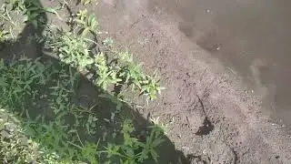Коуч на хариуса