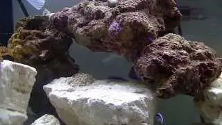 Aquarium Comparison
