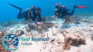 Reef Renewal Curacao - Part 4