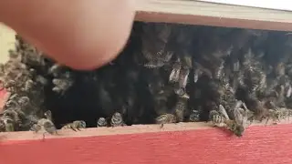 PRIMARY SWAR ARRIVED IN A NEW BOX HERE AT CASA DO MEL | BREEDING BEES!