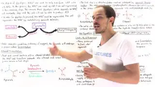 Ethanol and Lactic Acid Fermentation