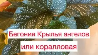 Бегония Крылья ангелов или коралловая🎉🌺🎊
