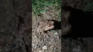 Кто нас тут встретил вечером ... 🐸