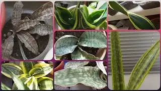 Пересадка присланных сансевиерий🌱 Обработка обнаруженной ранки👩‍⚕️Небольшой обзор всех сансевиерий😊