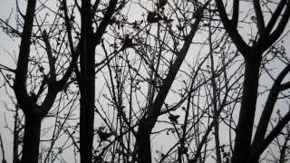Psychotic Waltz - My Grave