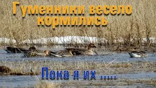 Первые гуменники в Якутии. Весело кормились пока я их.....