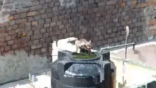 Обезьяны купаются в баке с водой