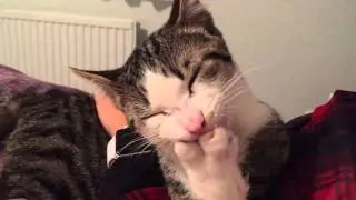 Cute little kitty Cat biting his nails.