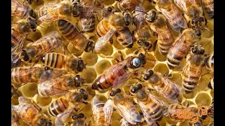 Состояние слабых отводков. Новинка от Bienenhaus.