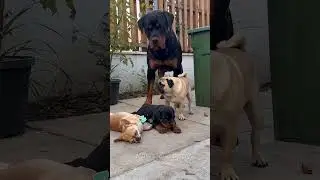Chihuahua và Pug tấn công chó con Rottweiler. nhưng IQ Chihuahua.