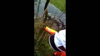 When hunting nest of wasps that invades and kills your colony || 2017