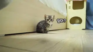 The kitten was abandoned in the rain