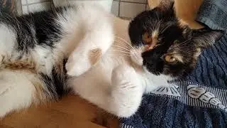 Relaxing in the Kitchen, Masha cat