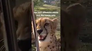Cheetahs meow like cats.