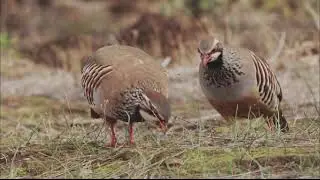 La perdiz roja (Alectoris rufa)