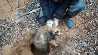 охота на енота