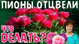 ПИОНЫ ОТЦВЕЛИ ЧТО ДЕЛАТЬ?