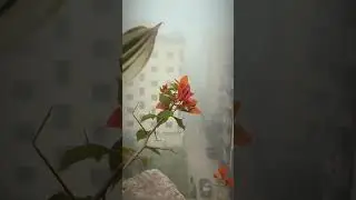 A Foggy Winter Morning in Dhaka #jamilkhan #mobile #mojo