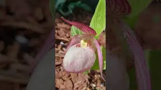 Венерин башмачок Сабина