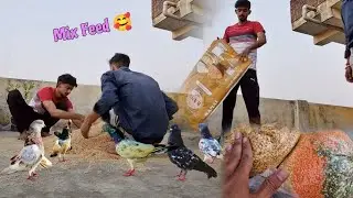 Mix Feed Taiyaar 🤗