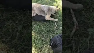 Кане Корсо не бегает за палкой, она ее просто отнимает