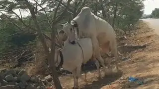 Amazing Ongole Bull crossing to desi cow | indian cow mating to Bull