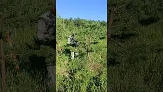 ниваки