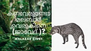 കണ്ടവരുണ്ടോ മലബാർ വെരുകിനെ (ജാവേദ് )?Malabar Civet
