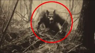 Оборотни Ужасы - 17 минут | Dogman, werewolf