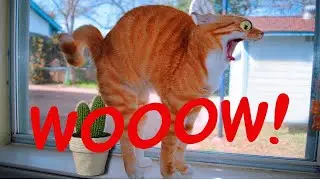 Funny cats 😍 OMG!Little super cats 🥰 Cute cats