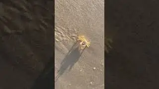 Bơ vơ trước biển