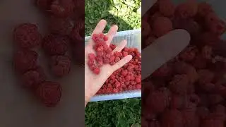 Лесная малина