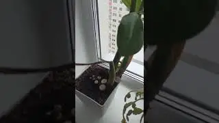Цветочки
