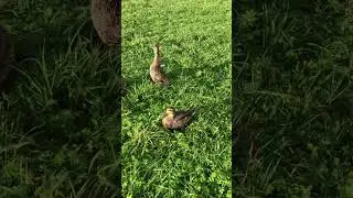 Утки 🦆 за обедом
