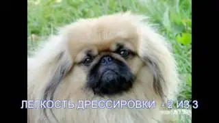 ПЕКИНЕС