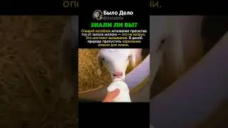 ИНСТИНКТ СИЛЬНЕЕ СНА