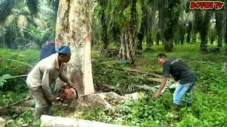 Proses Penebangan Kayu Durian Merah Pak Sibutar butar Dari Tanah Jawa.