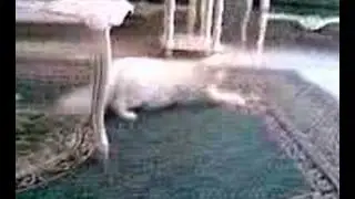 Hyper Pregnant Cat (Boosy)