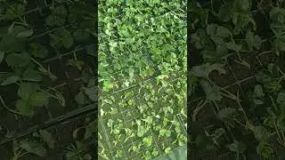 высадка кассетной рассады клубники сорт Прими #клубникаприми #рассадаклубники #рассада #ягодка