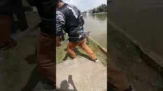 mancing patin kolam | rod KN mampuihhh 3-6lb | #shorts