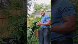 Grow Alot Of Grapes Doing This  | Theatric Gardening Tips
