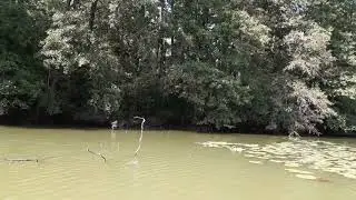 Лейся, голосом чистым из самого серда