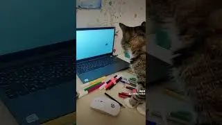 Феня смотрит кошачий мультик!