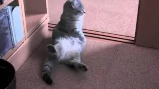 Кошка с утра просит жрать