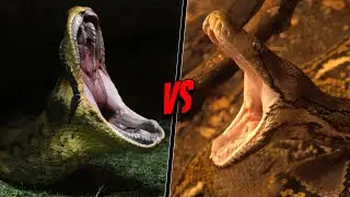 GREEN ANACONDA VS RETICULATED PYTHON - Who Would Win?