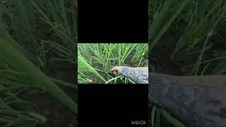 Отдых на дачи !