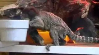 Веселая выставка карликовых обезьян в Донецке