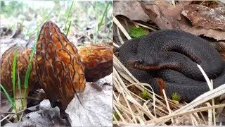 Много ГРИБОВ и много ЗМЕЙ!Грибы в мае