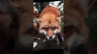 Лиса♥️❤️#2024 #foxtherian #fox