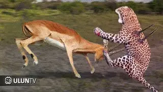 What a bummer! This is what happens when wild animals choose the wrong prey.